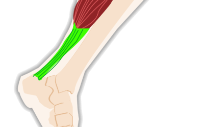Tendons: The Unsung Heroes of Strength, Stability, and Longevity
