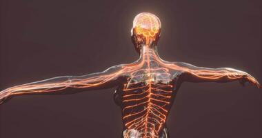 Strengthening the Vagus Nerve: A Simple Daily Routine for Calm, Recovery, and Longevity