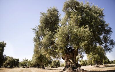 The Power of Olive Oil: A Daily Habit for Lifelong Health