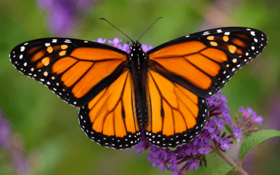 The Butterfly Effect: How Small Steps Today Shape Your Health Tomorrow
